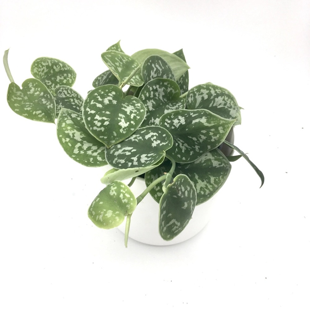 LIVE Silver Satin Pothos Plant - Picture 5 of 8